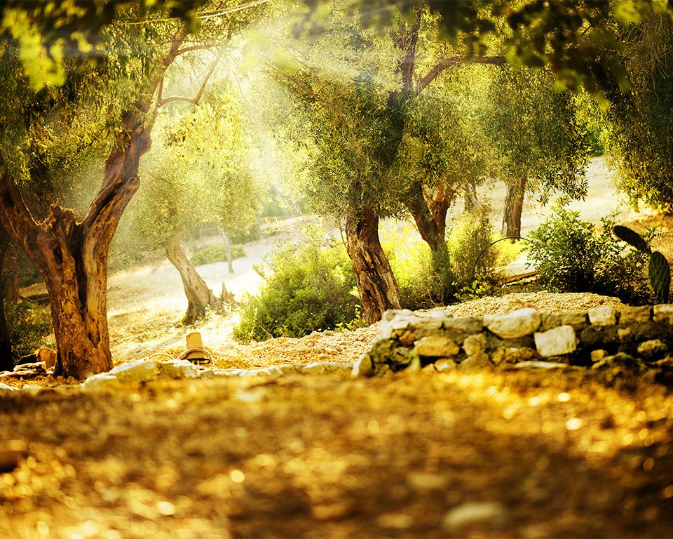 sentiero sotto i raggi del sole