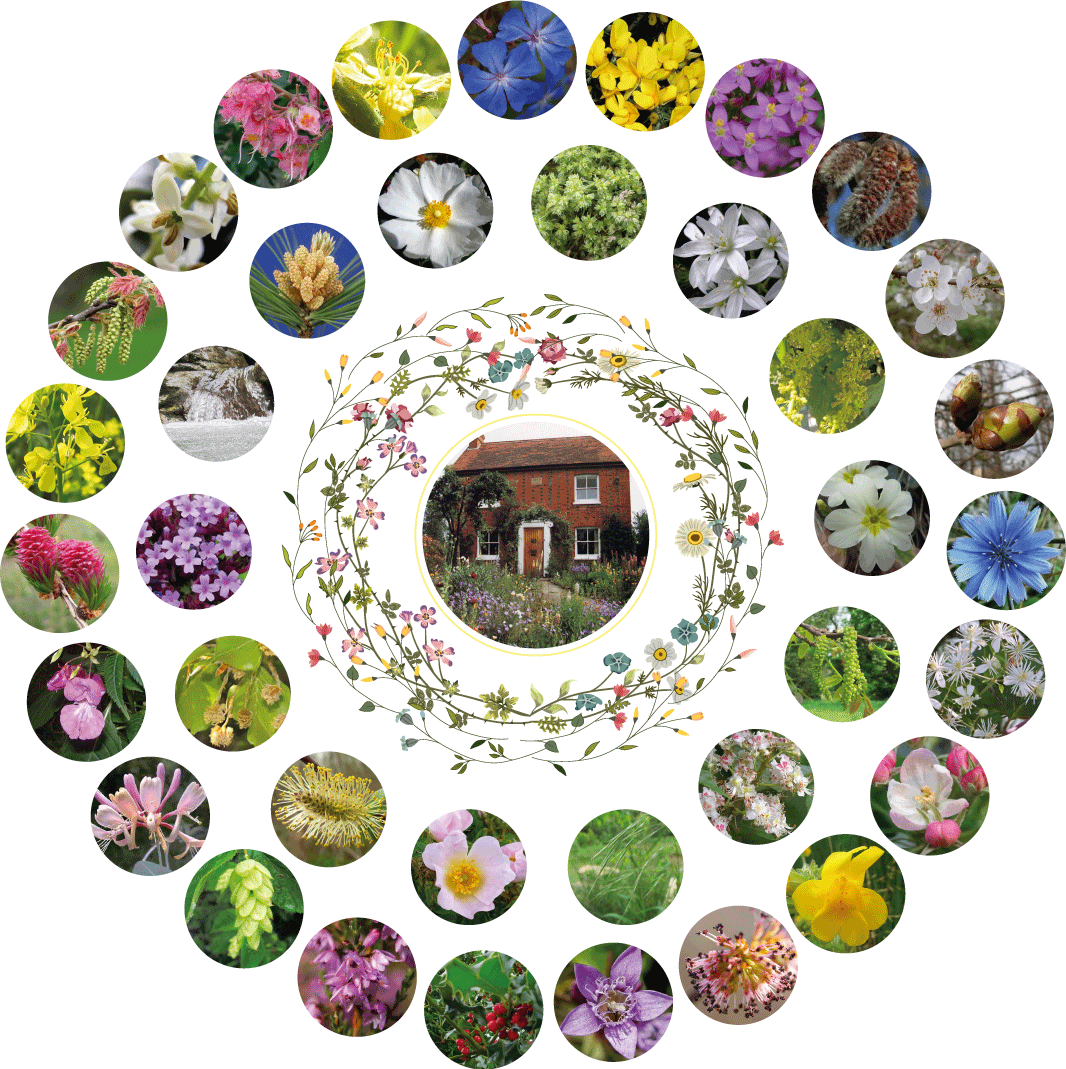 composizione fiori di bach